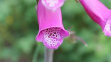 Sensory Garden At Castle Espie