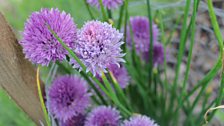 Sensory Garden At Castle Espie