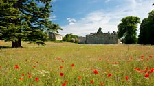 Dan Pearson's William Morris Wild Flower Meadow