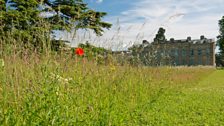 Dan Pearson's William Morris Wild Flower Meadow