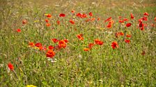 Dan Pearson Wild Flower Meadow