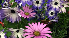 Gardeners Corner talks plants for tubs and containers