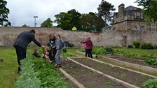 Raised beds.