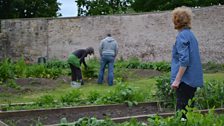 Harvesting for lunch