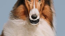 John Waters, Reconstructed Lassie, 2012