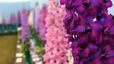 Delphinium Society Regional Group