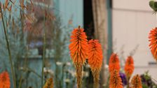 Kniphofia