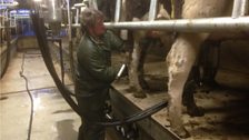 Milking Cows