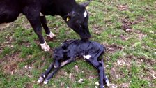 A calf is born