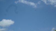 Swifts in the skies over High Ash Farm