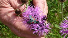 Next, Chris took Paul in search of the six-spot burnet moth