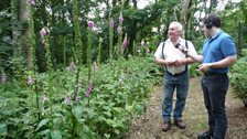 Foxgloves, and the ghosts of bluebells