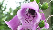 Enjoying the foxgloves