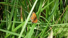 Some butterflies were already enjoying the area