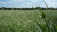 The teazel walk borders this wildseed mix field