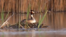 Great crested grebe