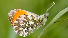 Orange tipped butterfly