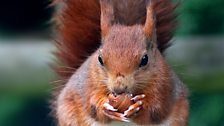 Red squirrel