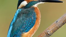 Kingfisher