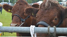 Lynette Fay embraces agriculture at the Omagh Show