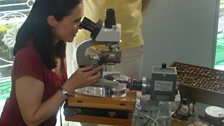 Hermione tries her hand at arranging microscopic plankton diatoms under the watchful eye of Klaus Kemp