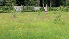 Wildflower Meadow