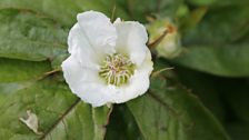 Medlar Flowers