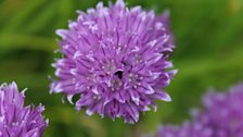 Chive Flower