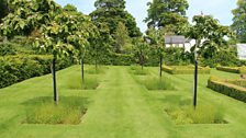 Medlar Trees