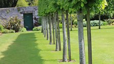 Pleached Trees