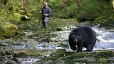 Black bear arrival