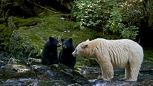 Ghost bear family