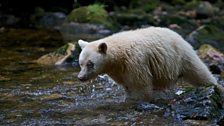 Catching salmon