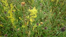 Lady's bedstraw