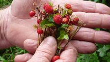 Wild strawberries