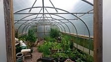 In the polytunnel