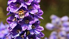 Delphiniums