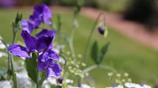 Sweet peas