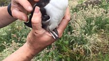 Puffling