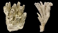 Darwin's corals