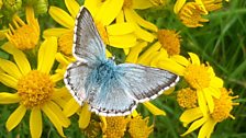 Chalk Hill Blue