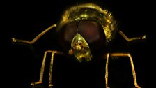 Hoverfly in macro