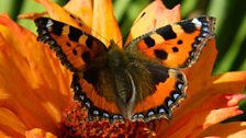 Tortoiseshell butterfly