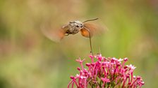 Hummingbird Hawk Moth