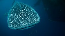 The bay is over a kilometre deep and is the only place where whale sharks – the largest fish on Earth – live all year round