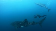 Whale sharks swim to the surface to feed near the fishing platforms – it’s the only time the crew can capture them on camera