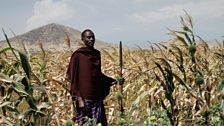 Maasai farmer and warrior Richard must stop elephants from raiding the village crops, without harming them