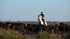 The wetlands have been a haven for animals since the last ice age – now an ancient breed of bulls is ranched for bullfighting