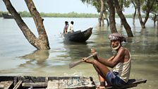 Local people living in this vast mangrove swamp supplement their income by hunting for honeycombs in the forest