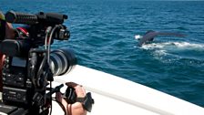 Cameraman Scott Tibbles gets a close view of a humpback whale in the Sea of Cortez